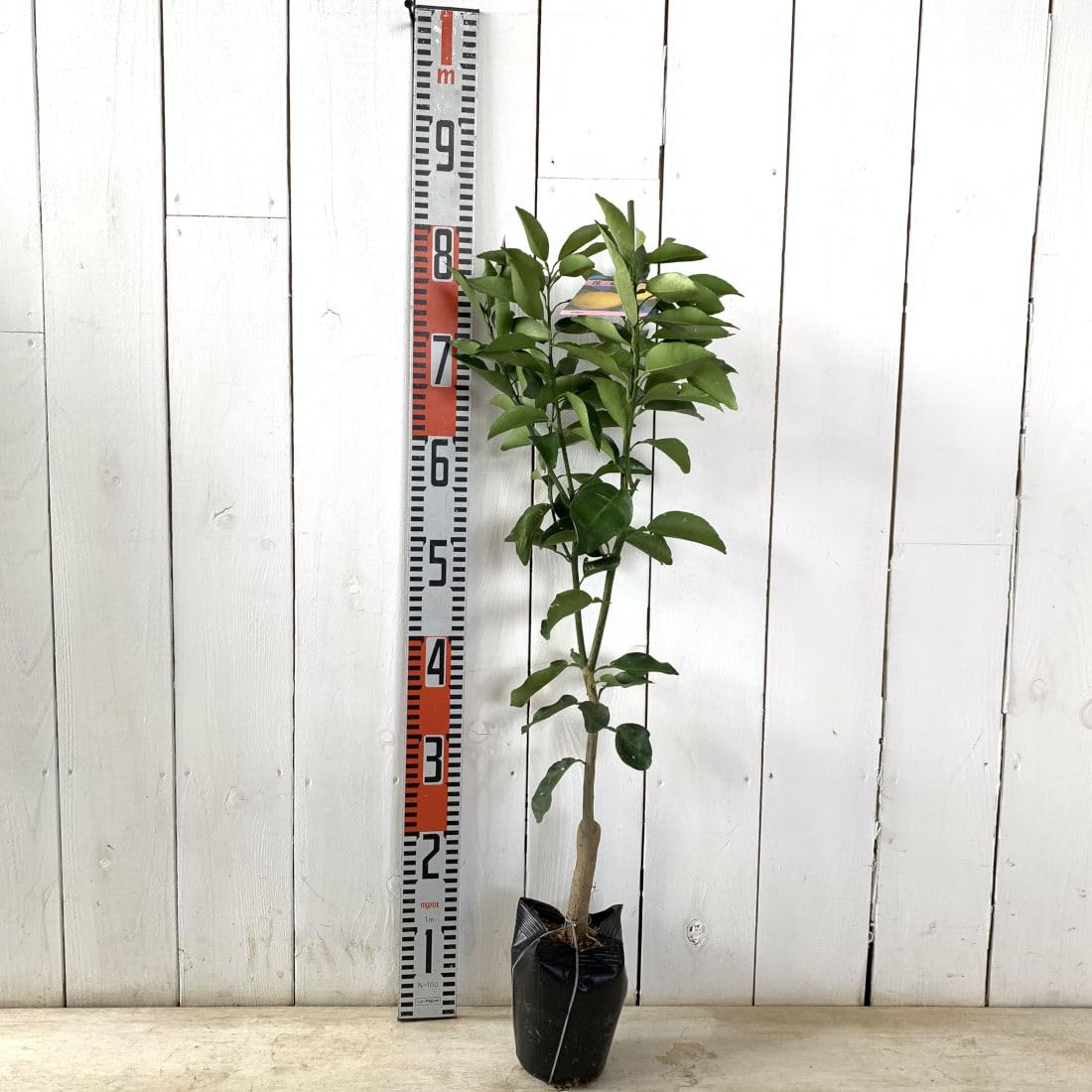 Amazon.co.jp: ゆず 苗木 花柚子 13.5cmポット苗 はなゆず ユズ 苗